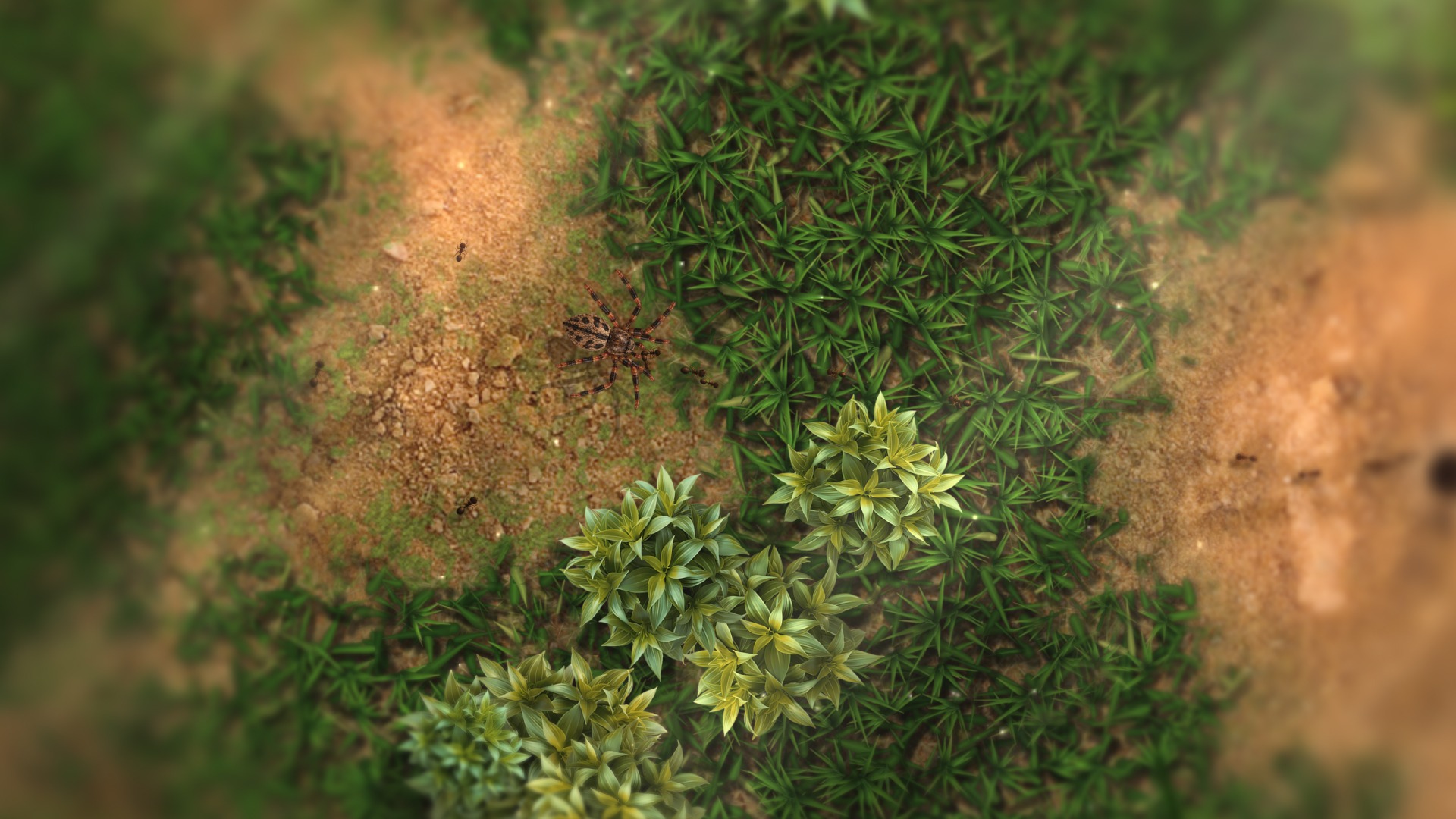 Ants exploring the surface near a spider
