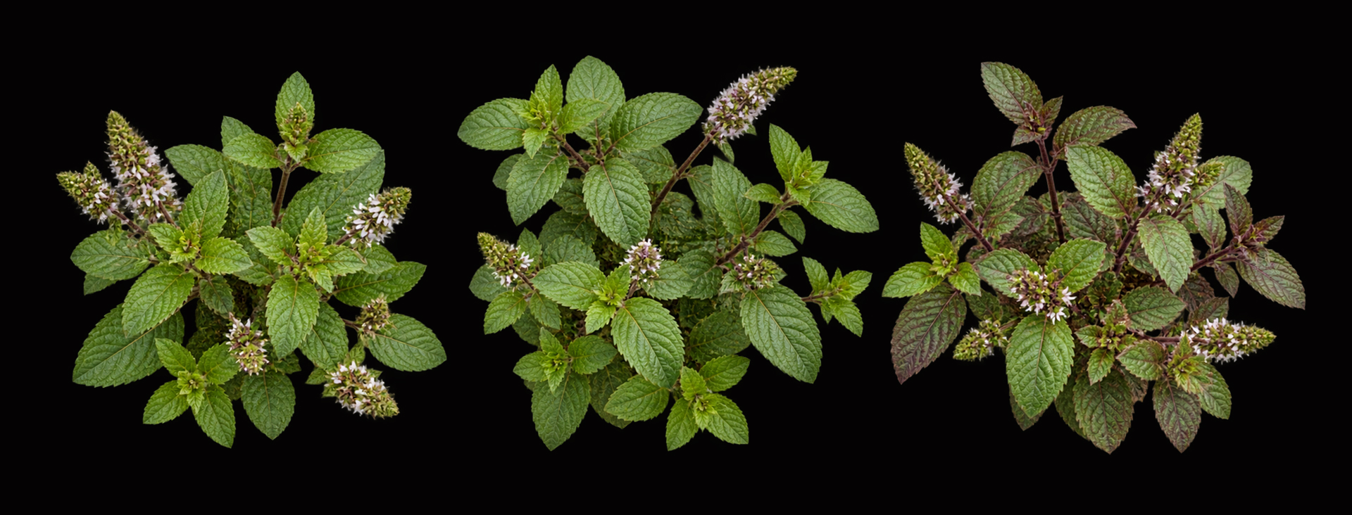 Botanical asset study