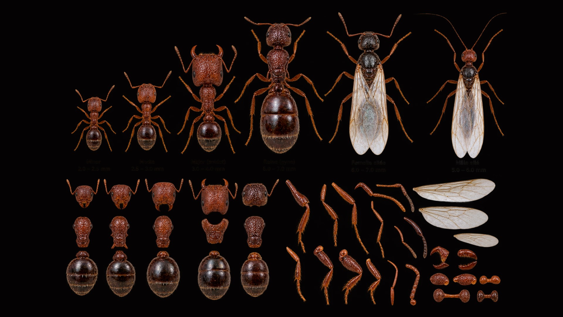 Detailed ant castes and anatomical reference sheet