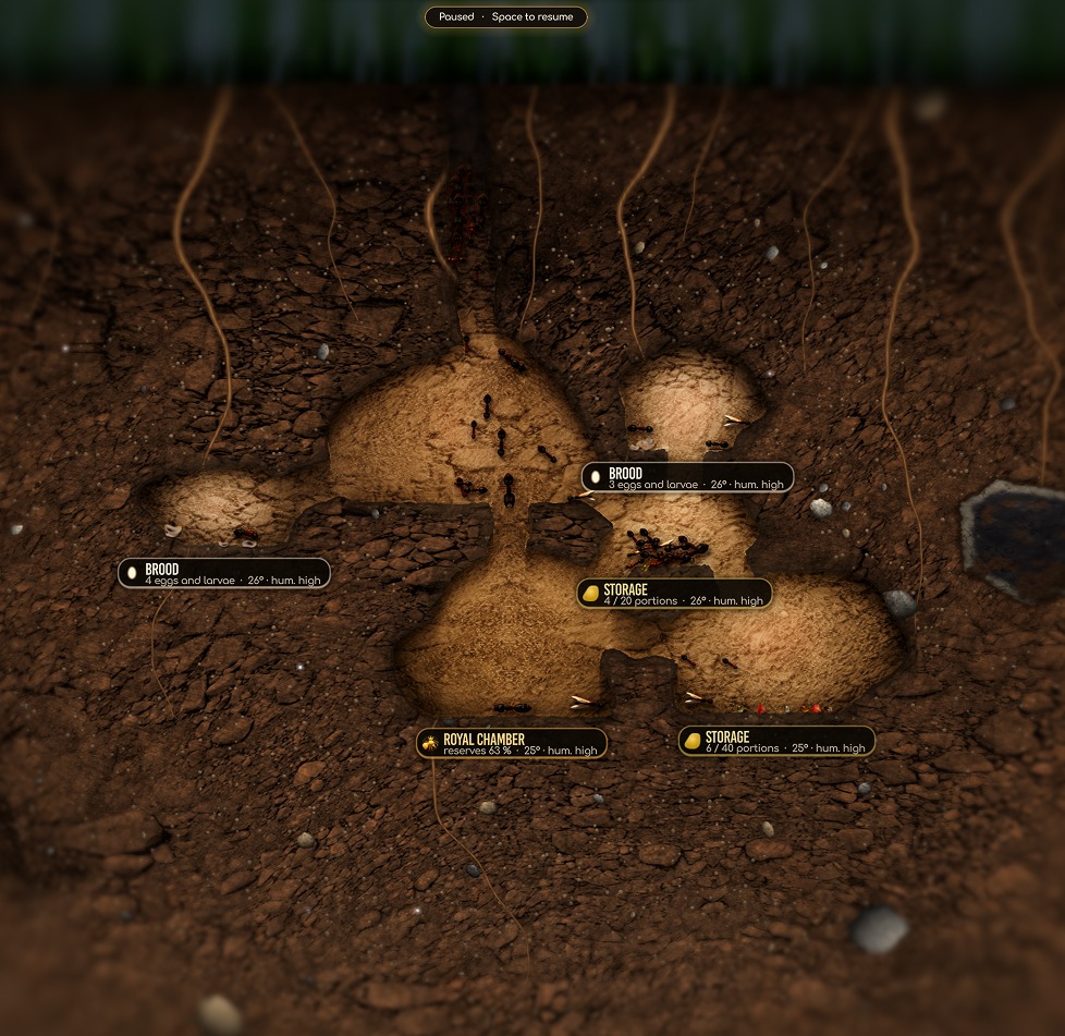 Underground chambers in the ant colony