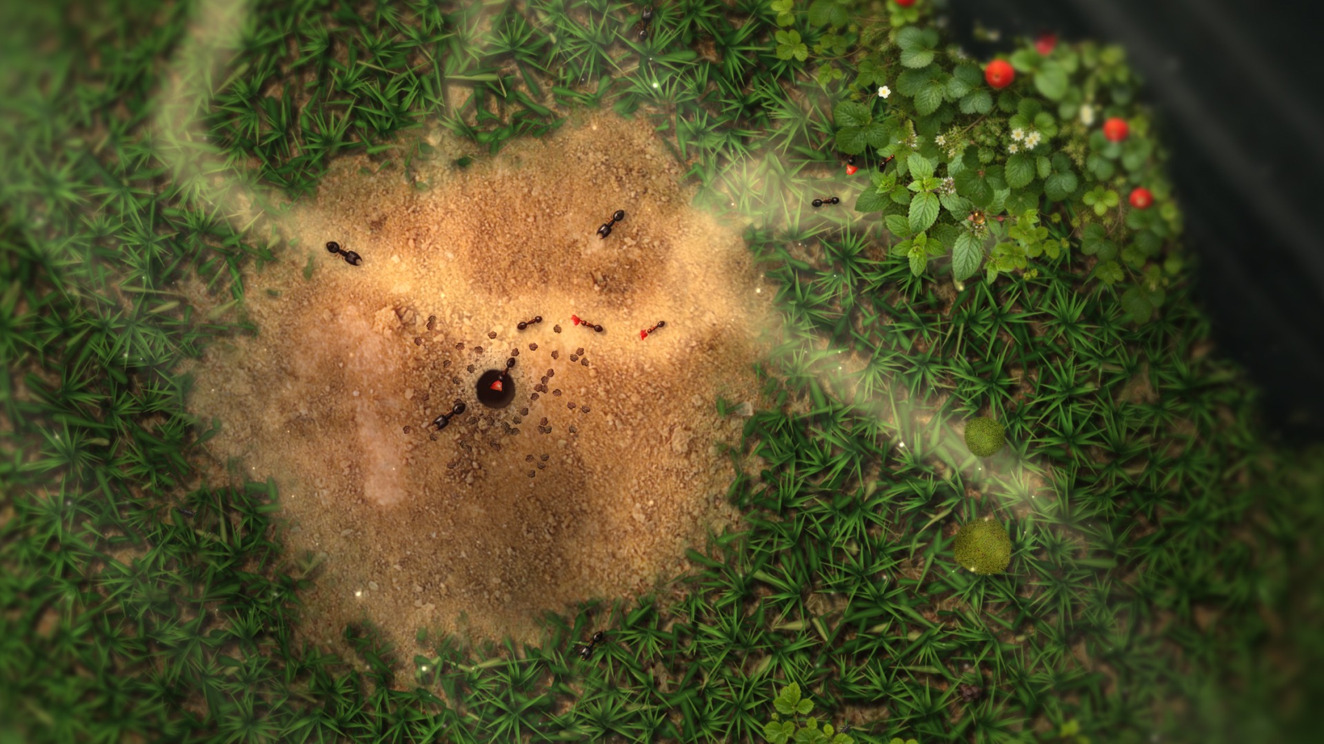Top-down view of ants gathering around their nest entrance